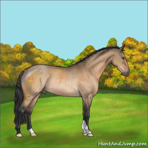 Horse Color:Brown Dun Rabicano 