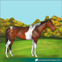Horse Color:Bay Tobiano 