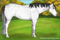 Horse Color:White Spotted Blue Roan Rabicano  and White Spotted Blue Roan Splash Rabicano 