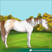 Horse Color:Gray White Spotted Gold Champagne Onyx Tobiano 