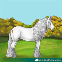 Horse Color:Gray White Spotted Black  and Gray White Spotted Silver Black 
