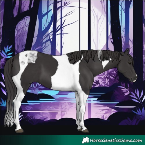 Horse Color:Smoky Black Tobiano 