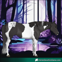 Horse Color:Smoky Black Tobiano 
