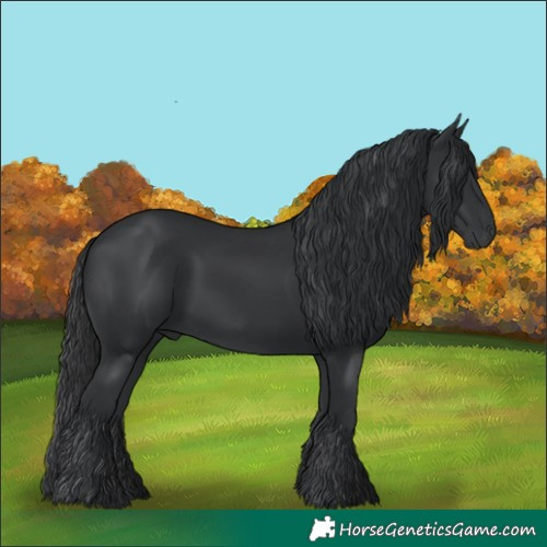 Horse Color:Black 