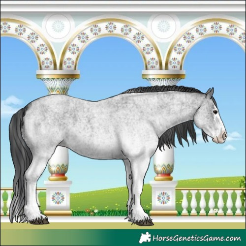 Horse Color:White Spotted Blue Roan Rabicano  and White Spotted Blue Roan Splash Rabicano 