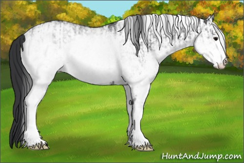 Horse Color:White Spotted Blue Roan Rabicano and White Spotted Blue Roan Rabicano