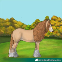 Horse Color:Red Dun Splash 