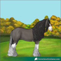 Horse Color:Smoky Grullo Splash 