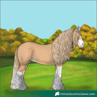 Horse Color:Red Dun Splash 