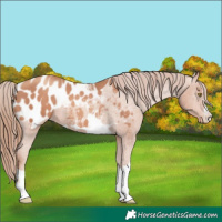 Horse Color:Gold Champagne Blanket