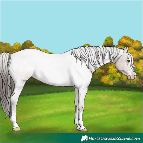 Horse Color:Liver Red Roan Varnish 