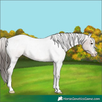 Horse Color:Liver Red Roan Varnish