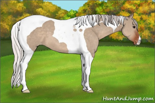 Horse Color:Silver Brown Dun Tobiano Varnish