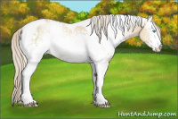 Horse Color:White Spotted Palomino Pearl Tobiano Rabicano
