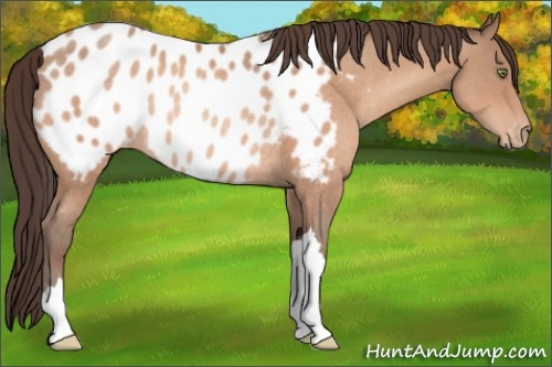 Horse Color:Sable Champagne Appaloosa Rabicano 