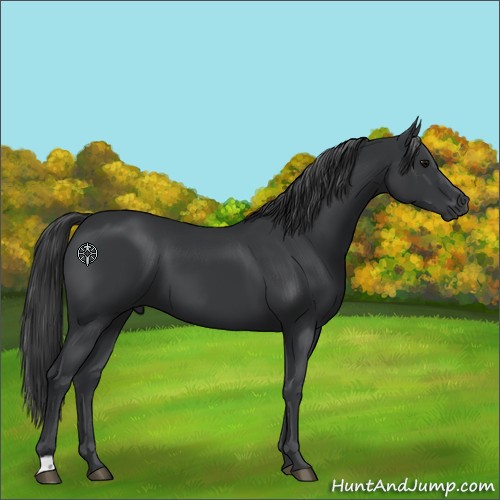 Horse Color:Black 