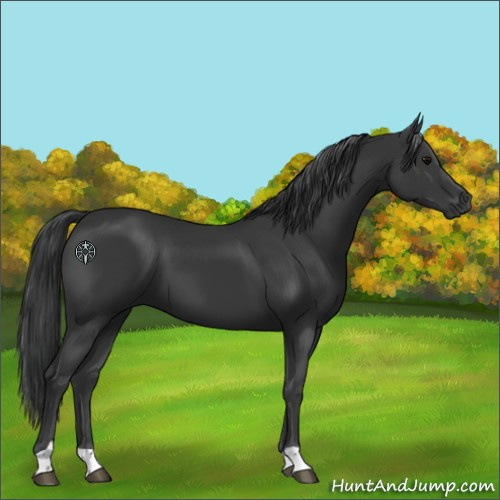 Horse Color:Black 