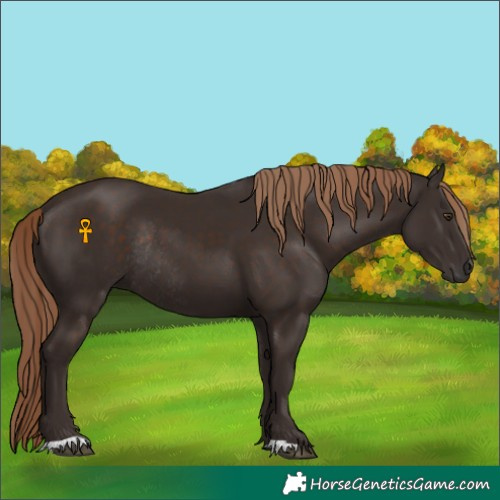 Horse Color:Liver Chestnut Rabicano 