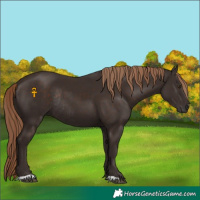 Horse Color:Liver Chestnut Rabicano 