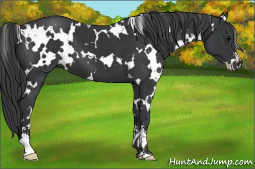 Horse Color:White Spotted Black Sabino 