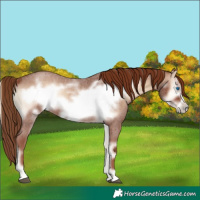 Horse Color:Red Onyx Roan Frame 