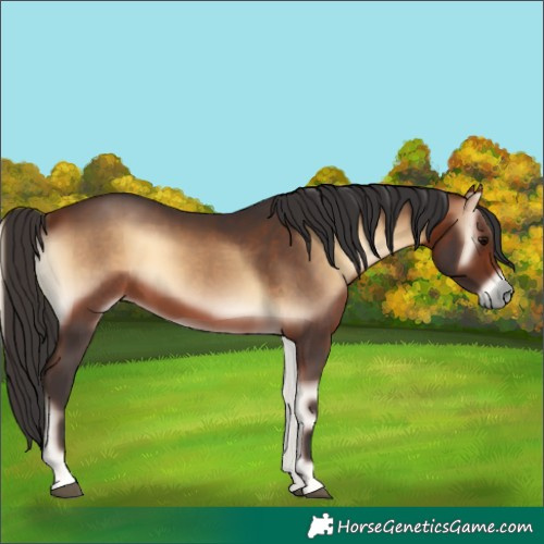 Horse Color:Bay Onyx 