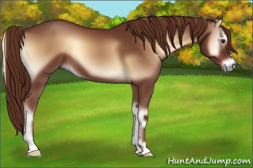 Horse Color:Red Onyx 