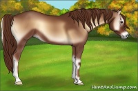 Horse Color:Red Onyx 