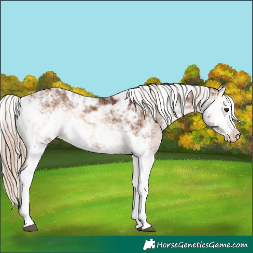 Horse Color:Red Onyx Sabino 