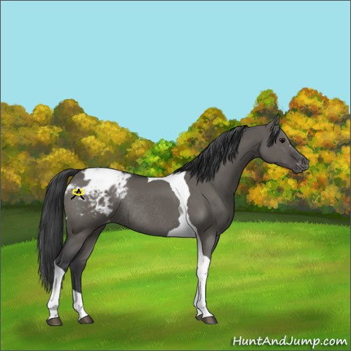 Horse Color:Grullo Tobiano Blanket Rabicano