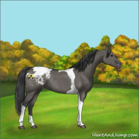 Horse Color:Grullo Tobiano Appaloosa Rabicano 