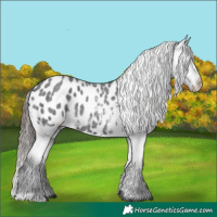 Horse Color:Blue Roan Appaloosa