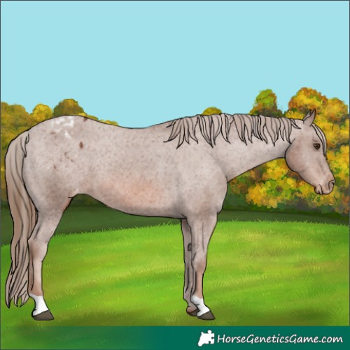 Horse Color:Chestnut Appaloosa 