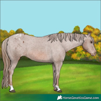 Horse Color:Chestnut Appaloosa 