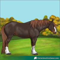 Horse Color:Liver Chestnut Rabicano 