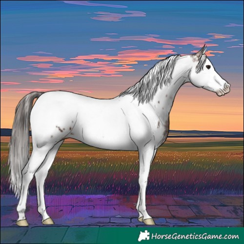 Horse Color:White Spotted Bay Splash Tobiano Appaloosa