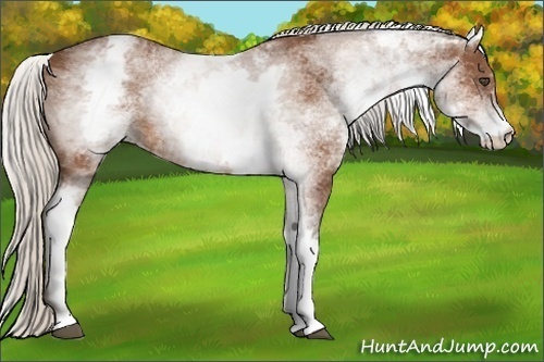 Horse Color:White Spotted Silver Bay 
