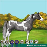 Horse Color:Liver Red Roan Splash Tobiano 