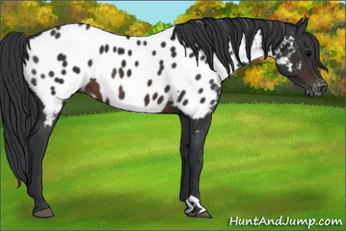 Horse Color:Brown Appaloosa 