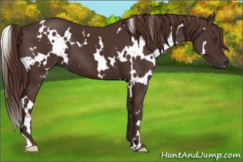 Horse Color:White Spotted Liver Chestnut 