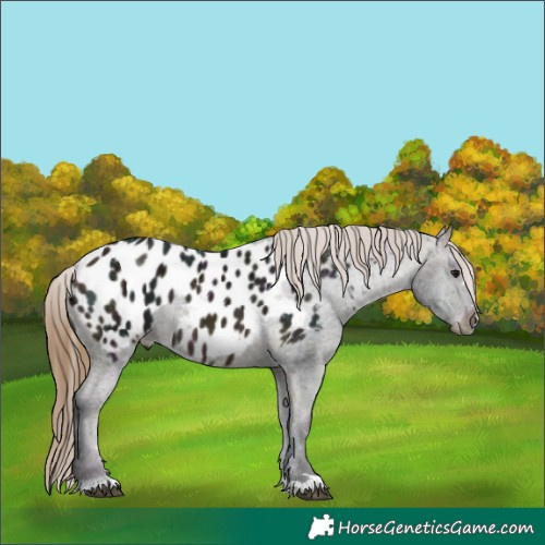 Horse Color:Midnight Buckskin Ice Appaloosa 