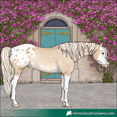Horse Color:Palomino Splash Appaloosa Rabicano 