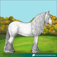 Horse Color:Blue Roan Appaloosa 