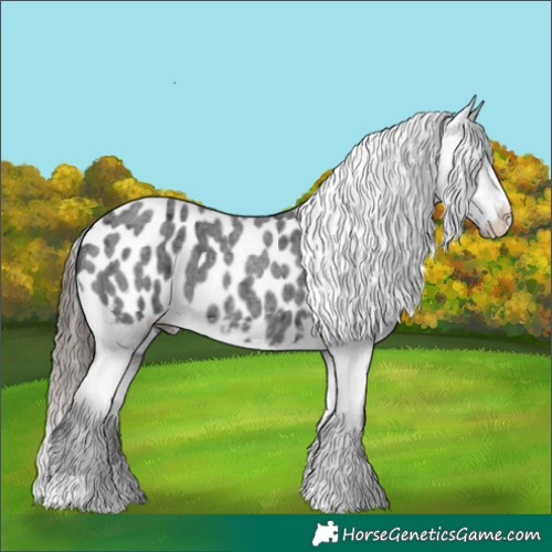 Horse Color:Blue Roan Appaloosa 
