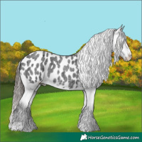 Horse Color:Blue Roan Appaloosa 