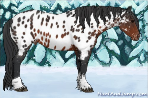Horse Color:Brown Tobiano Near Leopard 