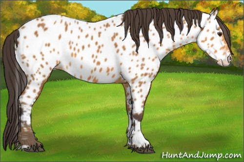 Horse Color:Buckskin Near Leopard