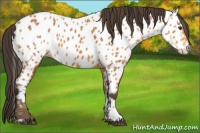 Horse Color:Buckskin Near Leopard 