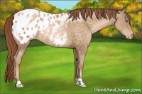 Horse Color:Buckskin Pearl Appaloosa Rabicano 