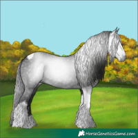 Horse Color:Gray Black Tobiano 